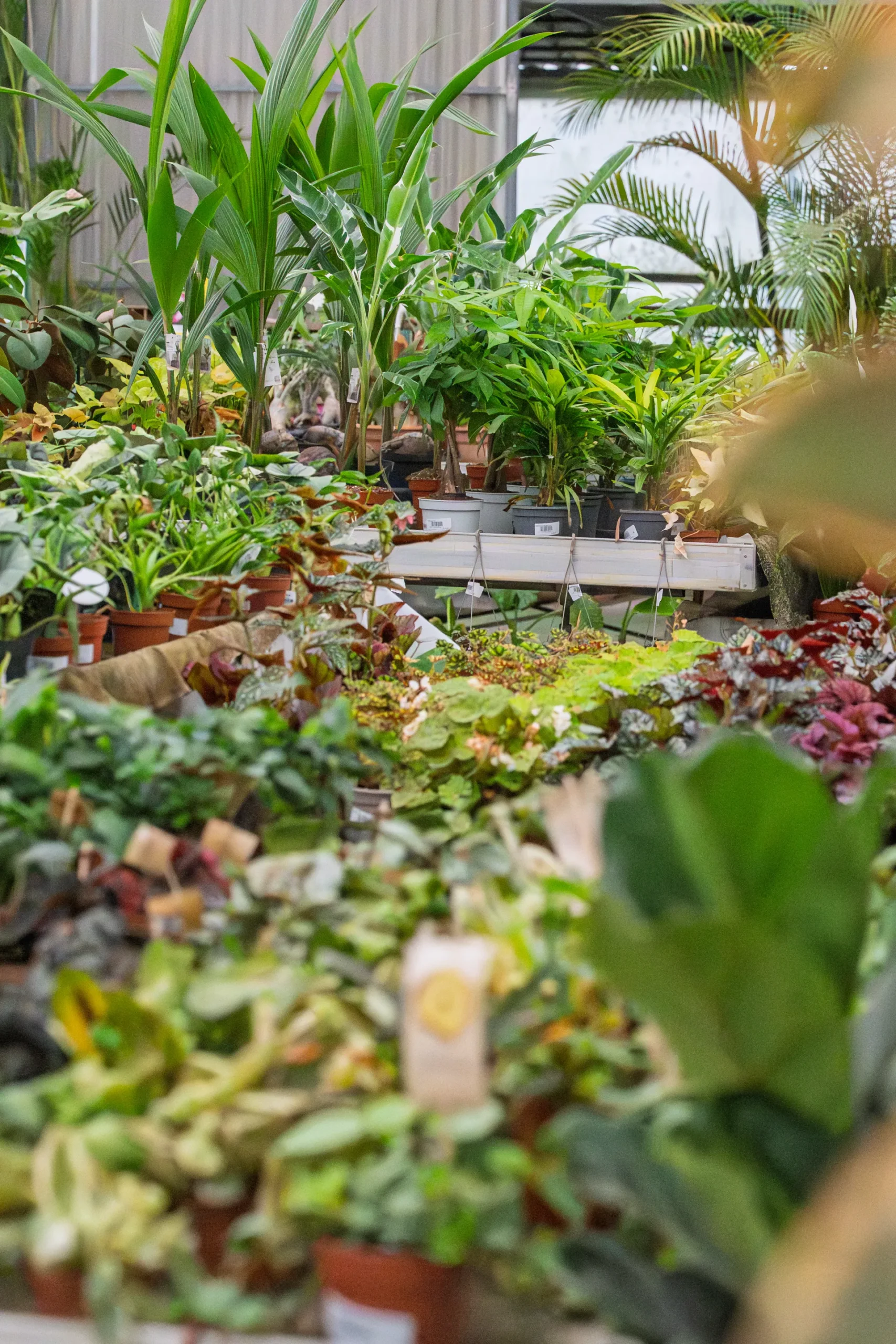 Vivero Losteflor - Servicios de mantenimiento de jardines en Cádiz - Vivero de plantas en Chiclana de la Frontera 23