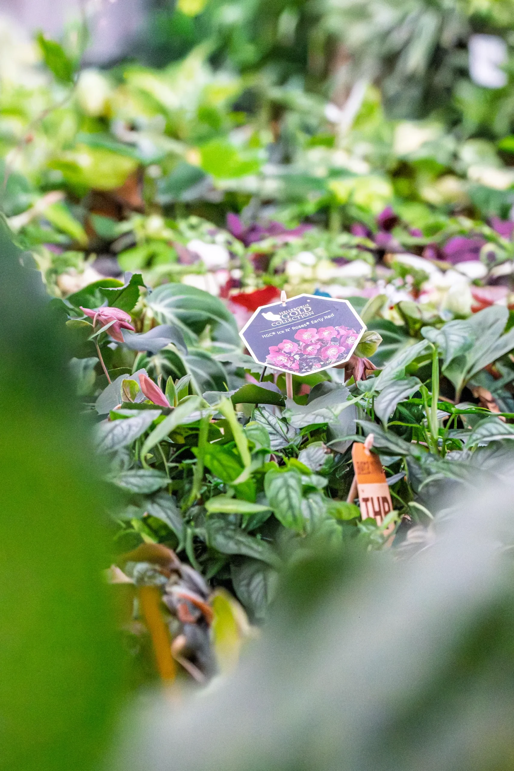 Vivero Losteflor - Servicios de mantenimiento de jardines en Cádiz - Vivero de plantas en Chiclana de la Frontera 24