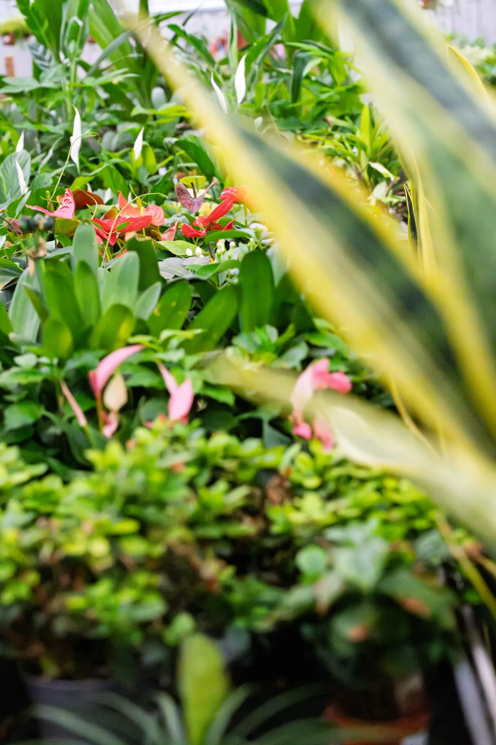 Vivero Losteflor - Servicios de mantenimiento de jardines en Cádiz - Vivero de plantas en Chiclana de la Frontera 25