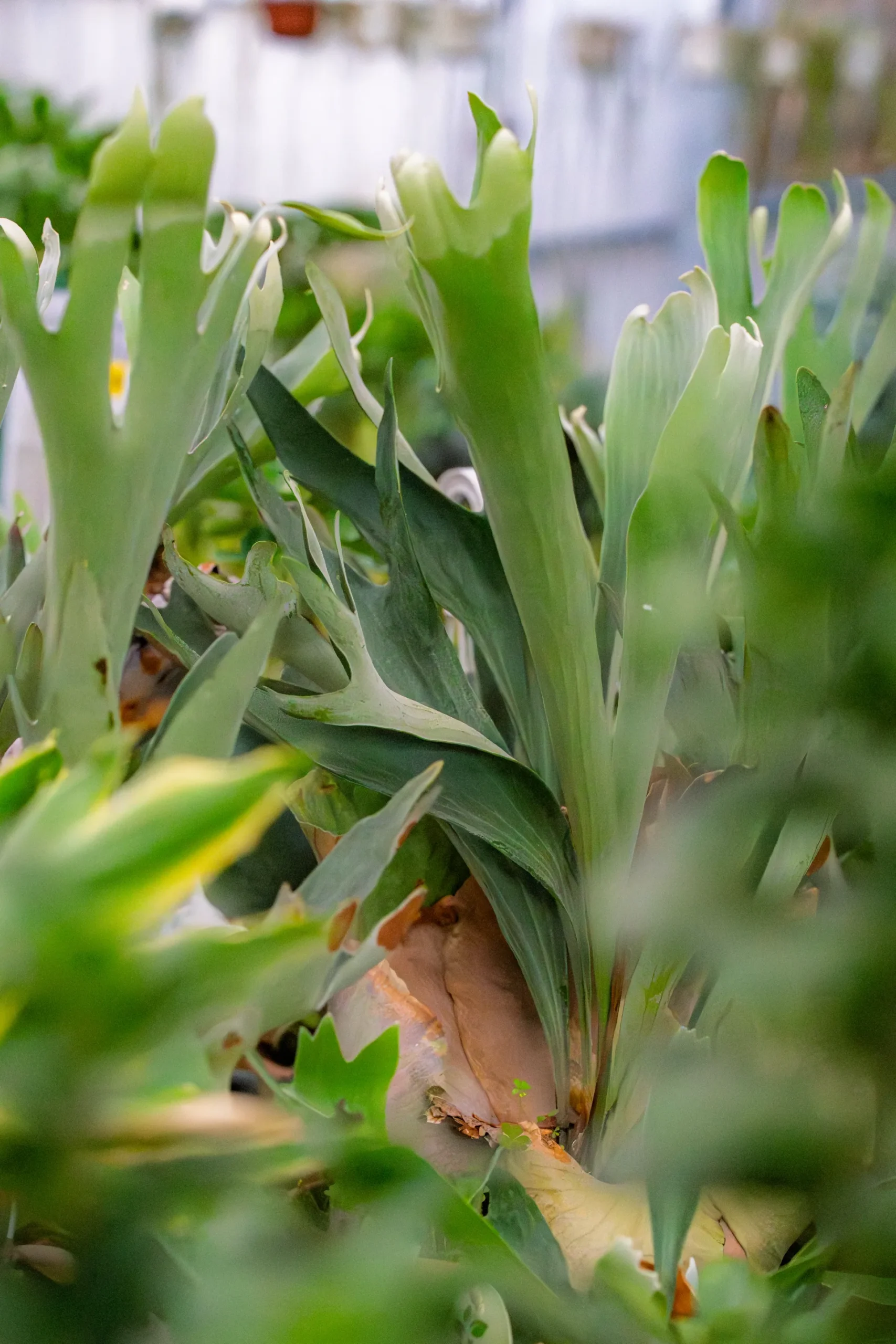 Vivero Losteflor - Servicios de mantenimiento de jardines en Cádiz - Vivero de plantas en Chiclana de la Frontera 27