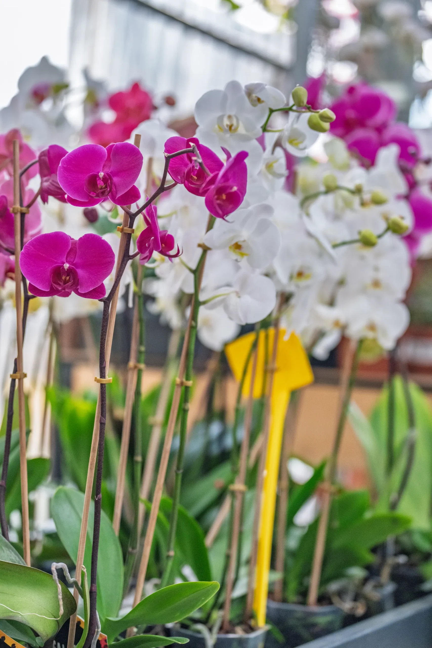 Vivero Losteflor - Servicios de mantenimiento de jardines en Cádiz - Vivero de plantas en Chiclana de la Frontera 3