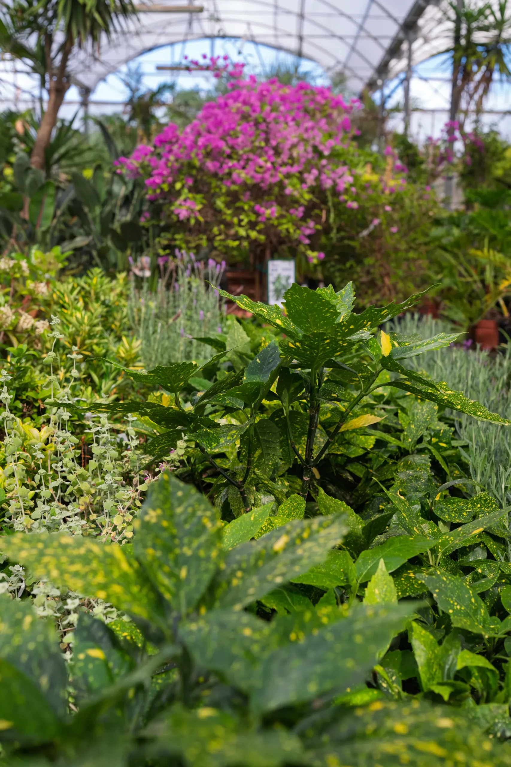 Vivero Losteflor - Servicios de mantenimiento de jardines en Cádiz - Vivero de plantas en Chiclana de la Frontera 37