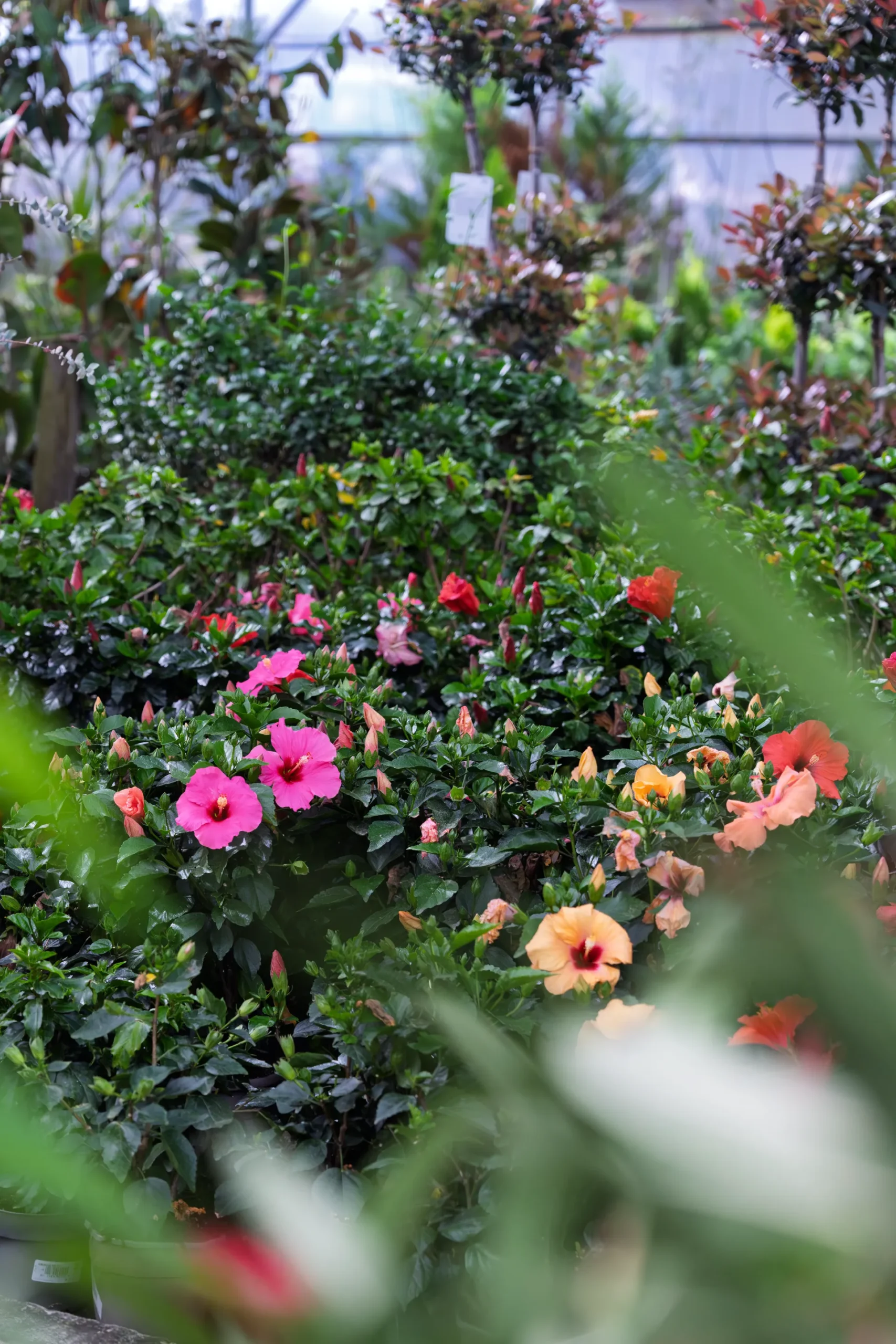 Vivero Losteflor - Servicios de mantenimiento de jardines en Cádiz - Vivero de plantas en Chiclana de la Frontera 38