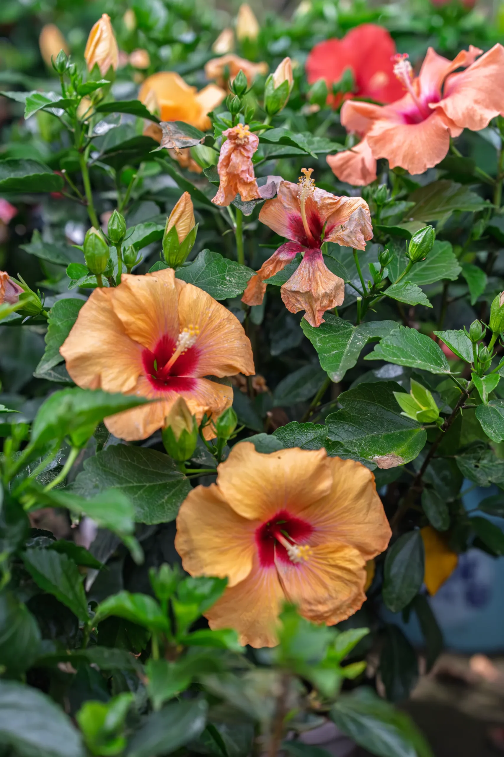 Vivero Losteflor - Servicios de mantenimiento de jardines en Cádiz - Vivero de plantas en Chiclana de la Frontera 39