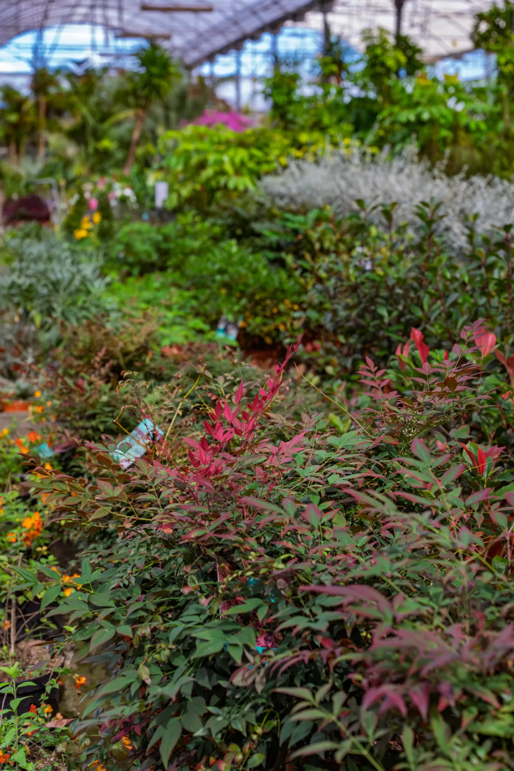 Vivero Losteflor - Servicios de mantenimiento de jardines en Cádiz - Vivero de plantas en Chiclana de la Frontera 40