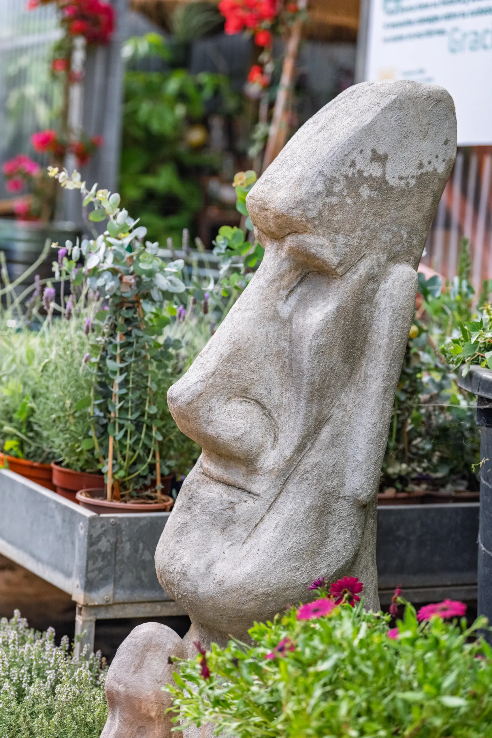 Vivero Losteflor - Servicios de mantenimiento de jardines en Cádiz - Vivero de plantas en Chiclana de la Frontera 7
