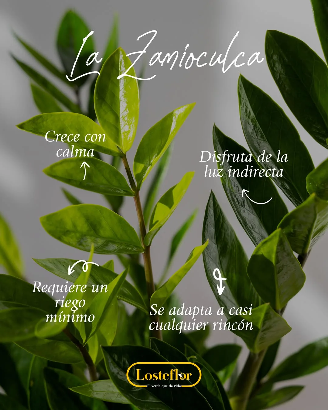 Hojas brillantes de Zamioculca con los rótulos de Losteflor explicando las 3 reglas de oro de los cuidados de la Zamioculca