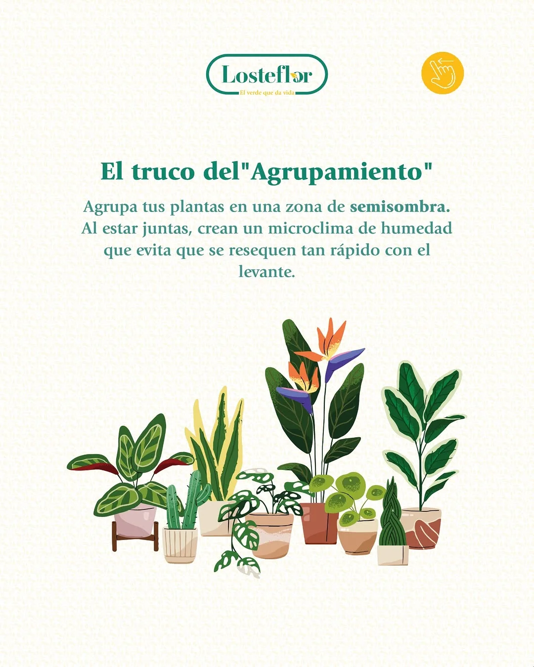 Cuidar plantas en vacaciones: agrupamiento en semisombra