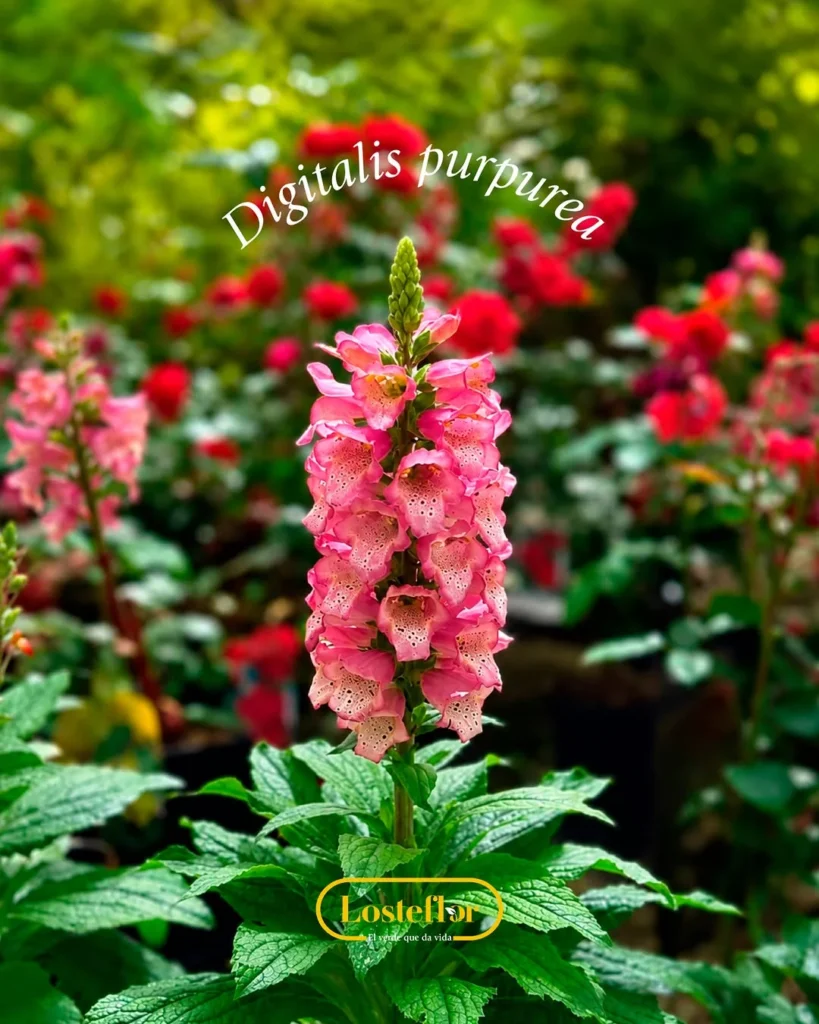 Planta de dedalera (Digitalis purpurea) en flor con espiga de campanitas rosadas en el vivero
