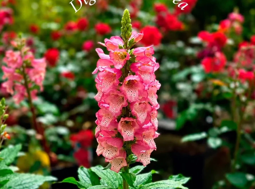 Planta de dedalera (Digitalis purpurea) en flor con espiga de campanitas rosadas en el vivero