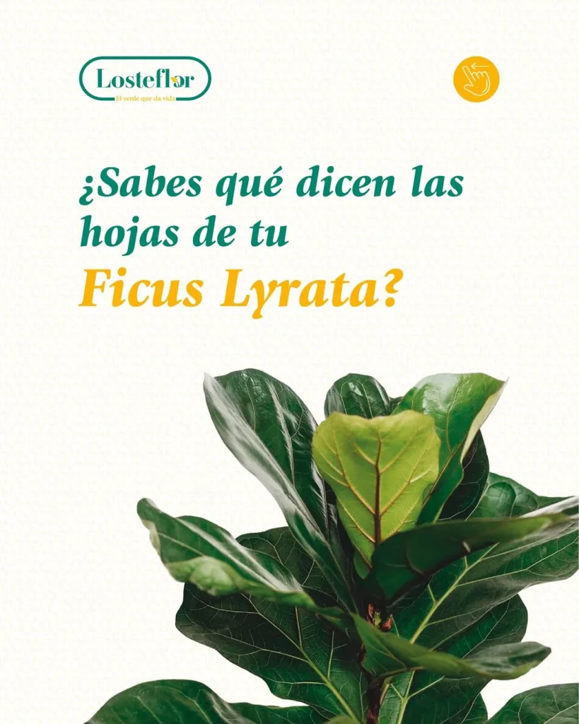 Hojas brillantes de Ficus Lyrata con cartel ¿Sabes qué dicen las hojas de tu Ficus Lyrata?