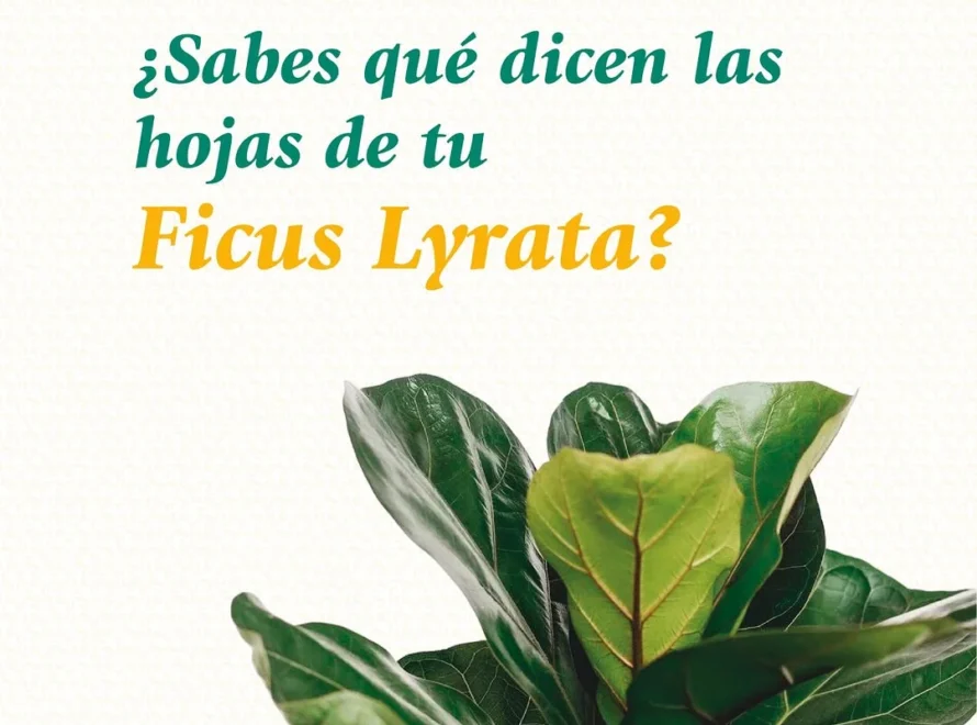 Hojas brillantes de Ficus Lyrata con cartel ¿Sabes qué dicen las hojas de tu Ficus Lyrata?
