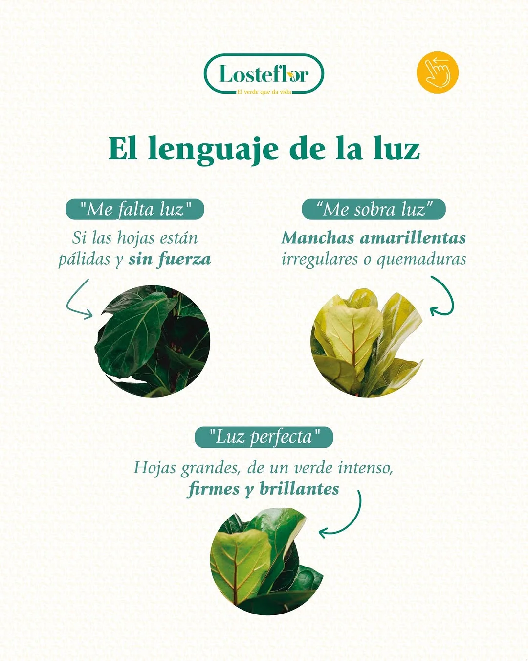 Tres estados de luz en hojas de Ficus Lyrata: falta de luz, exceso de luz y luz ideal