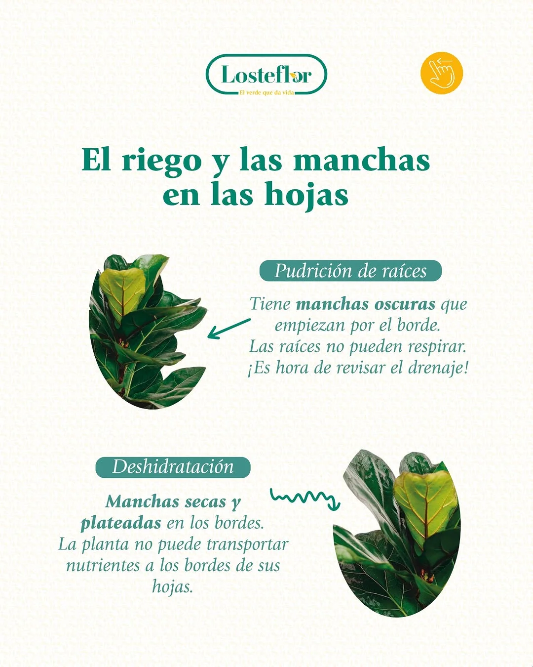 Manchas en hojas de Ficus Lyrata por pudrición de raíces y deshidratación