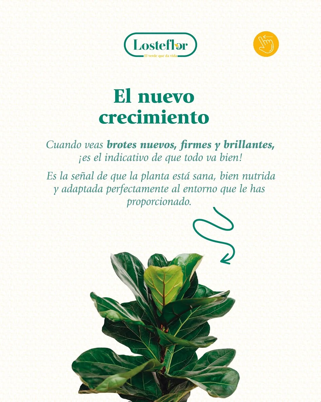 Brote nuevo en lo alto de un Ficus Lyrata sano