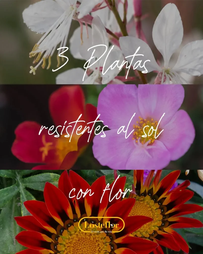 Collage de plantas con flor resistentes al sol: gaura, portulaca y gazania de Losteflor
