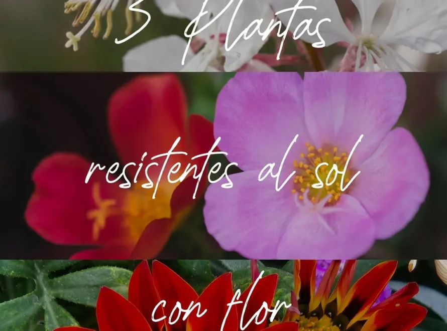 Collage de plantas con flor resistentes al sol: gaura, portulaca y gazania de Losteflor