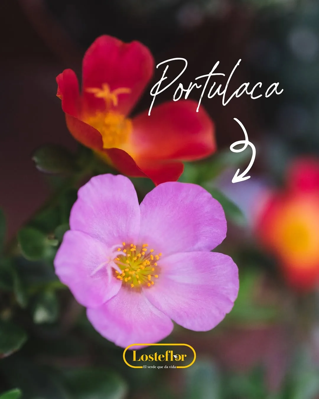 Flor rosa y roja de Portulaca, una de las plantas con flor más resistentes al sol