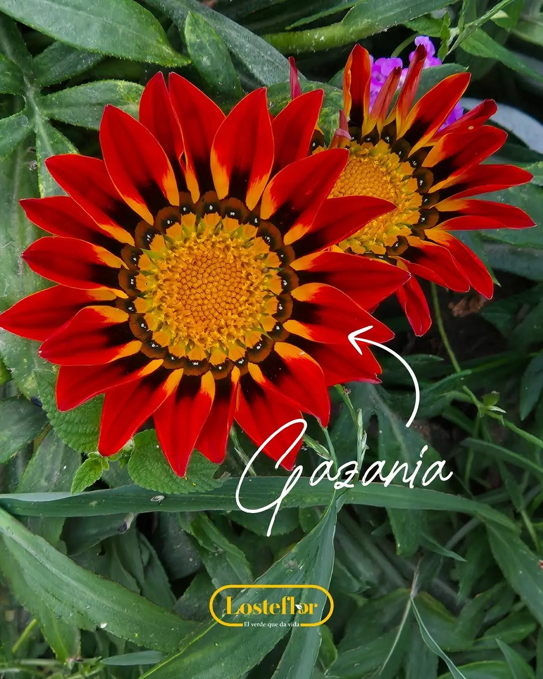 Gazania de pétalos rojos con centro amarillo entre hojas verdes