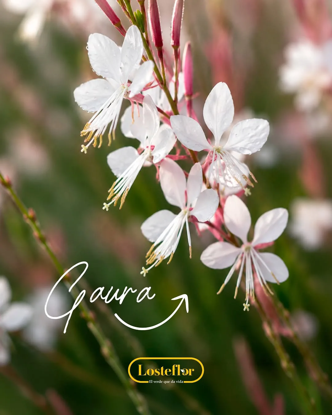 Flores blancas y rosadas de Gaura sobre tallos finos, una de las plantas con flor más elegantes