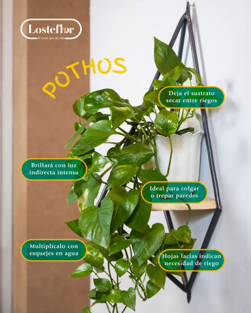 Cuidados del pothos: infografía de Losteflor con la planta colgante y sus consejos de riego, luz y esquejes