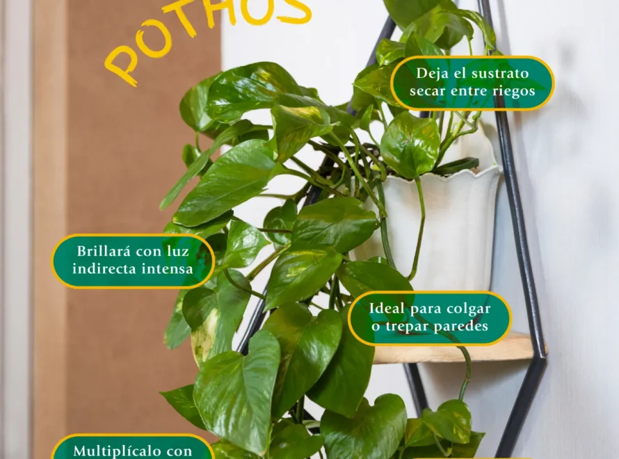 Cuidados del pothos: infografía de Losteflor con la planta colgante y sus consejos de riego, luz y esquejes