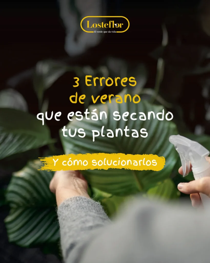 Manos pulverizando una planta de hojas verdes, evitando errores con las plantas en verano