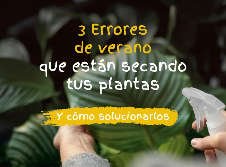 Manos pulverizando una planta de hojas verdes, evitando errores con las plantas en verano