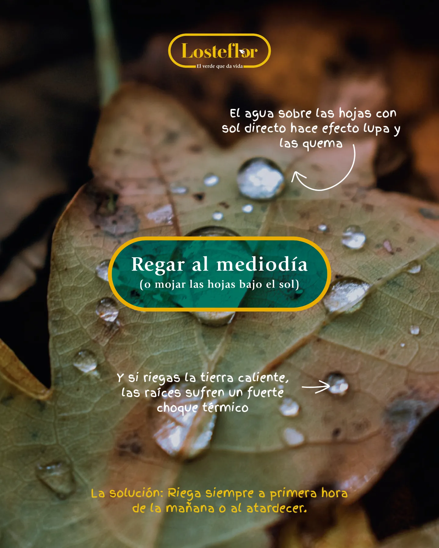 Gotas de agua sobre una hoja, un error al regar las plantas en verano
