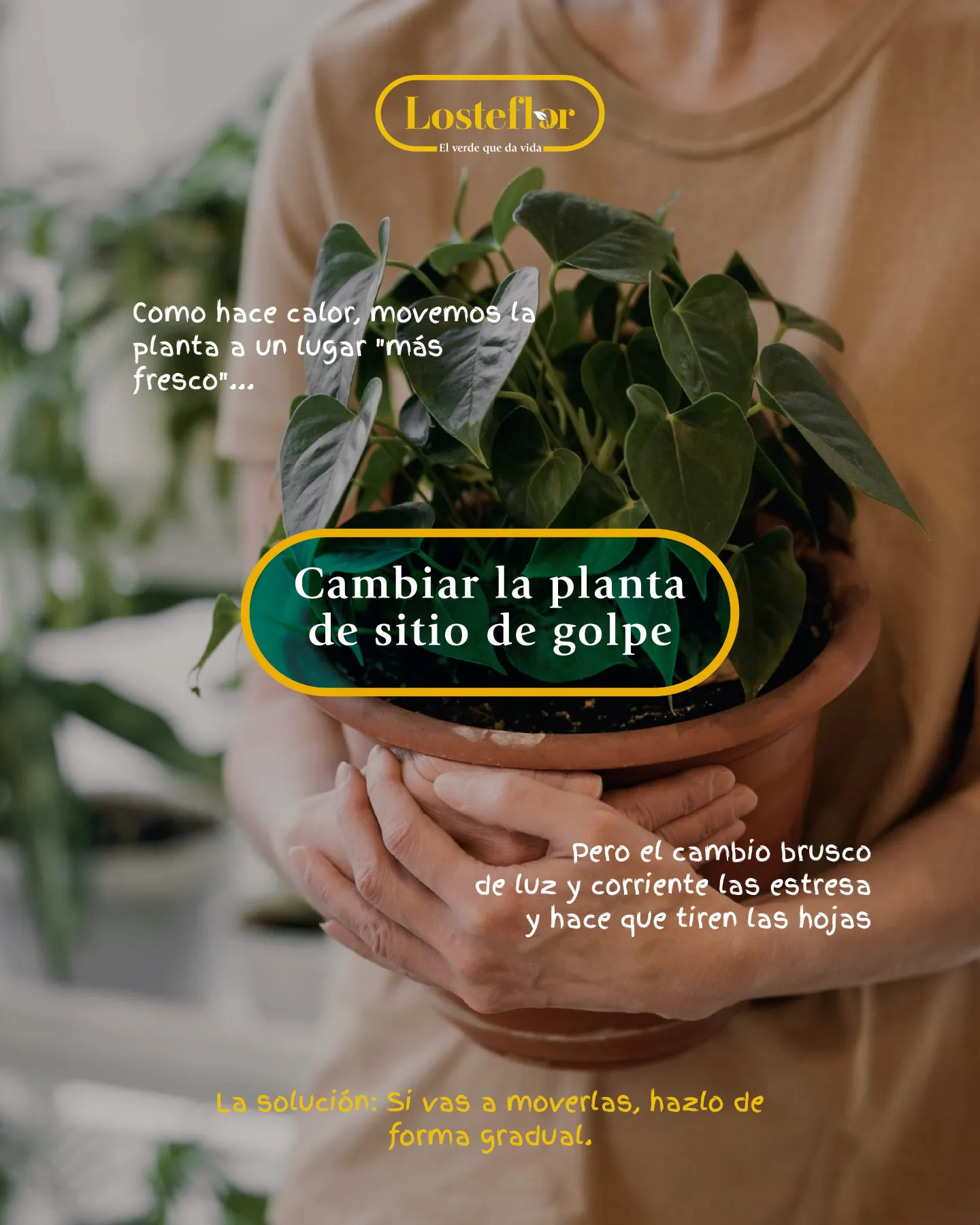 Persona sujetando una planta de interior en maceta de barro
