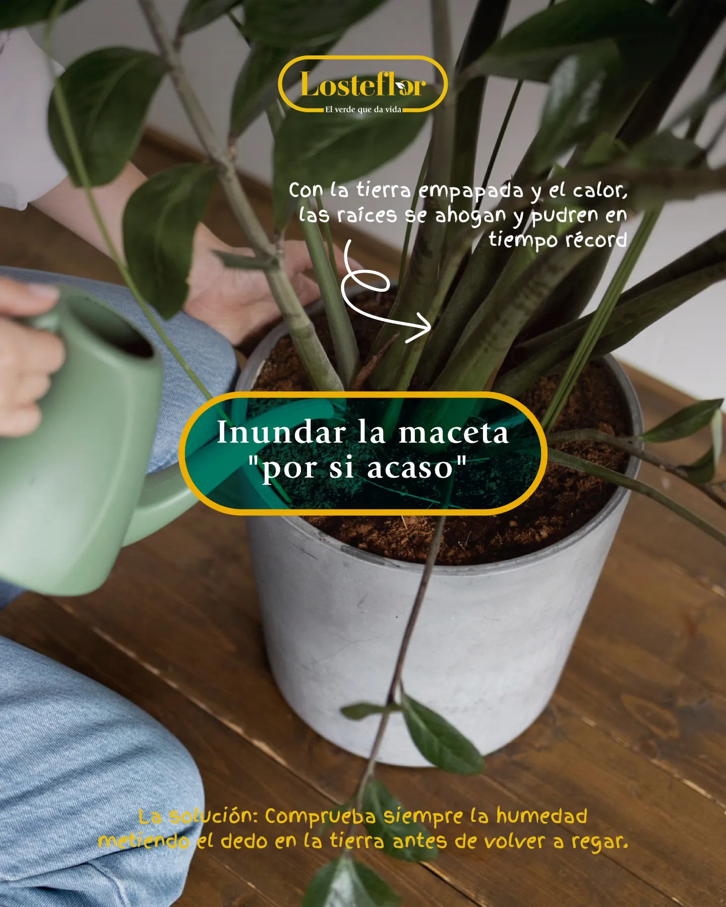 Regando en exceso una maceta, un error habitual con las plantas en verano