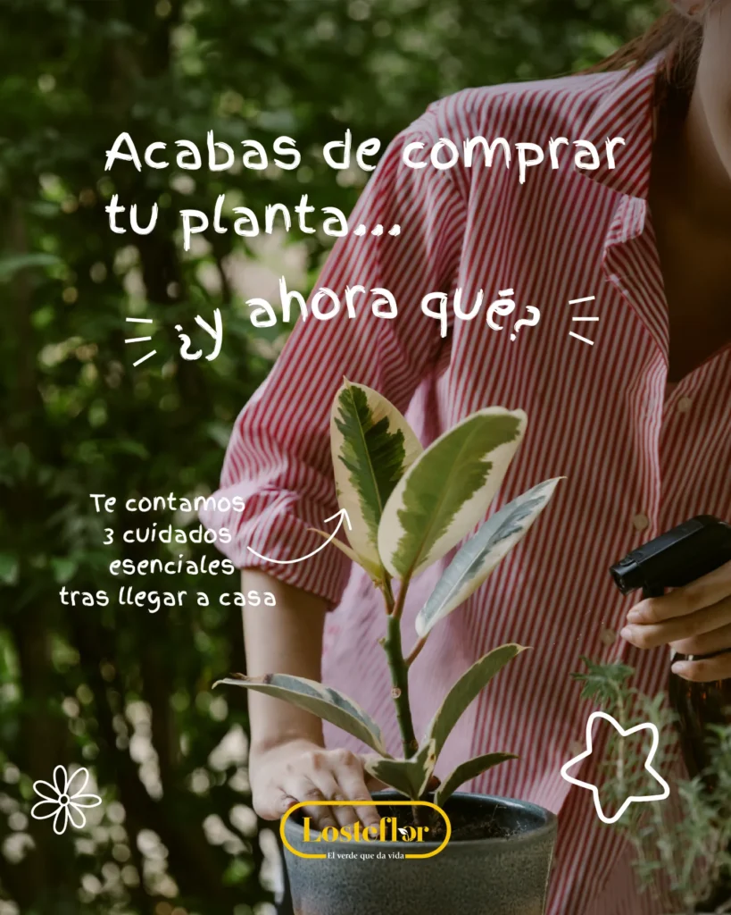 Persona sujetando una planta recién comprada en su maceta junto a un pulverizador