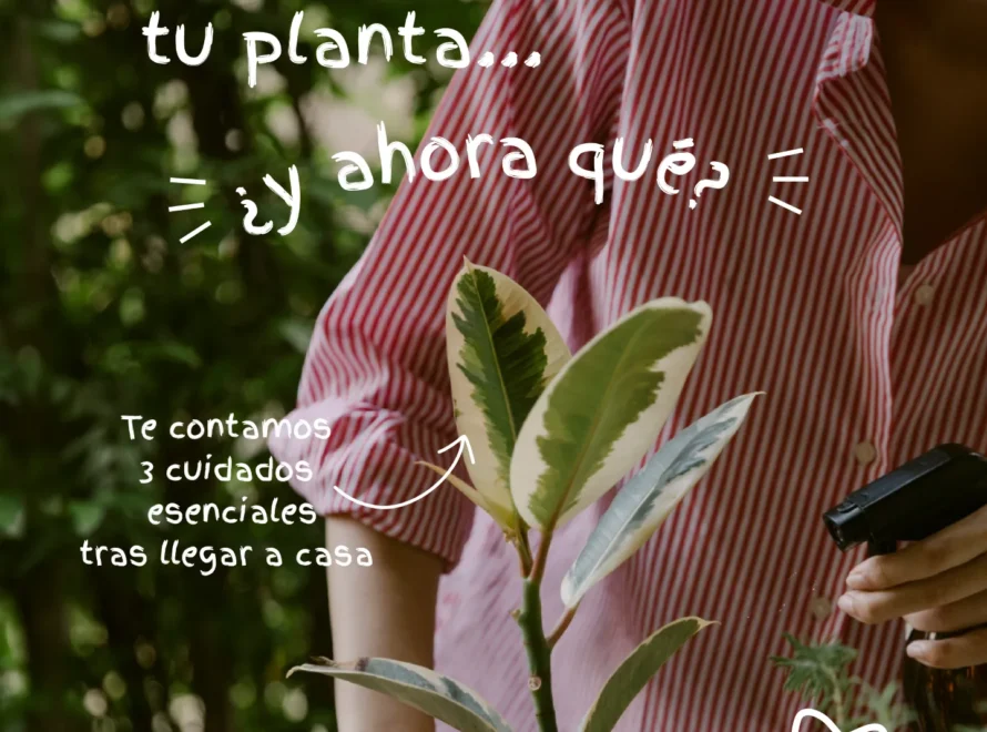 Persona sujetando una planta recién comprada en su maceta junto a un pulverizador