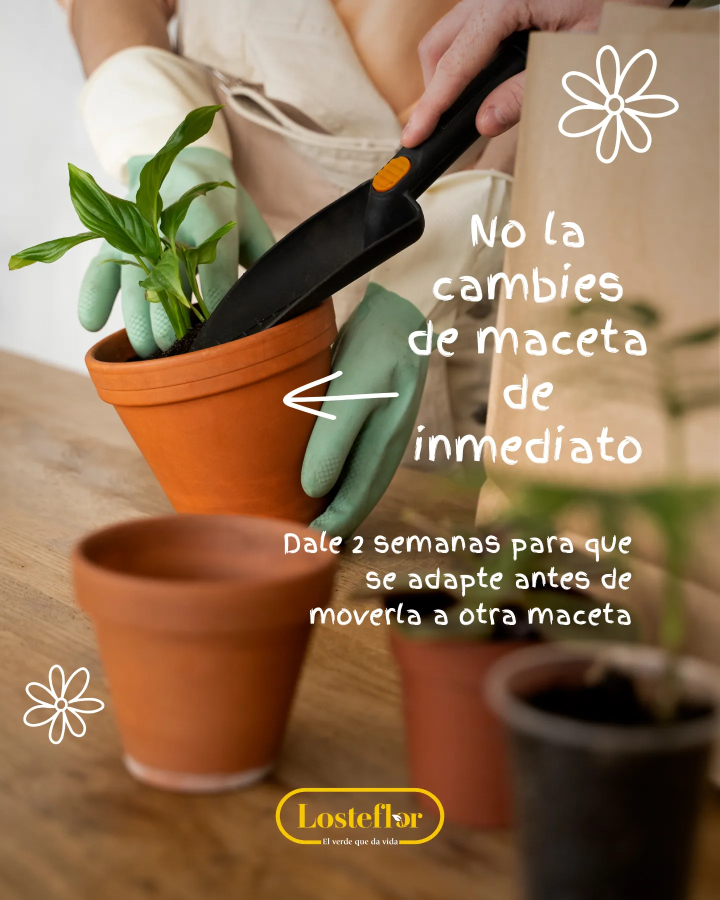 Trasplante de una planta a una maceta de terracota con pala de jardinería y guantes