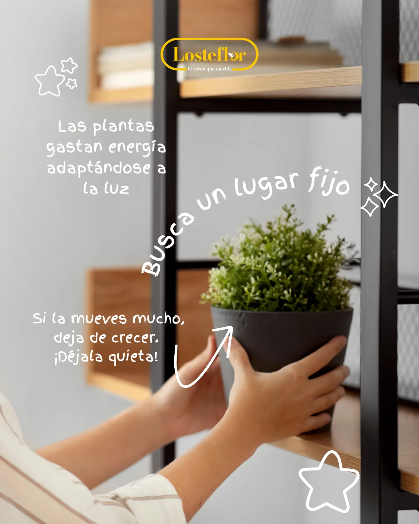Persona colocando una planta en maceta en un lugar fijo de una estantería