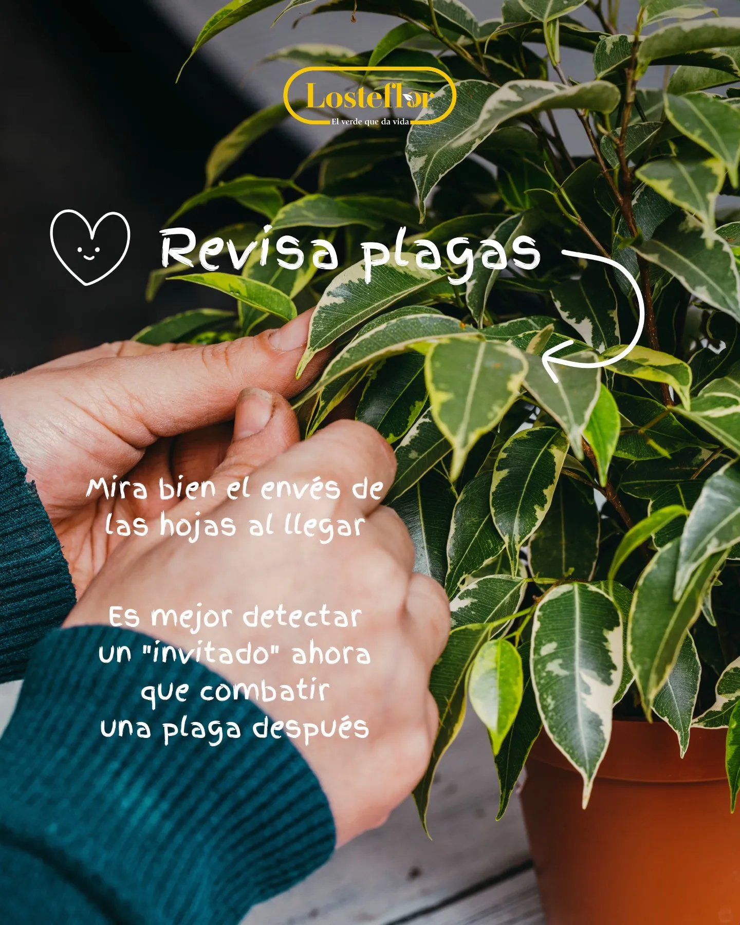 Manos revisando el envés de las hojas de un ficus para detectar plagas