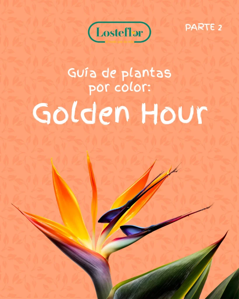 Guía de plantas naranjas para el jardín con una strelitzia de flor naranja