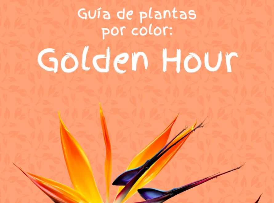 Guía de plantas naranjas para el jardín con una strelitzia de flor naranja