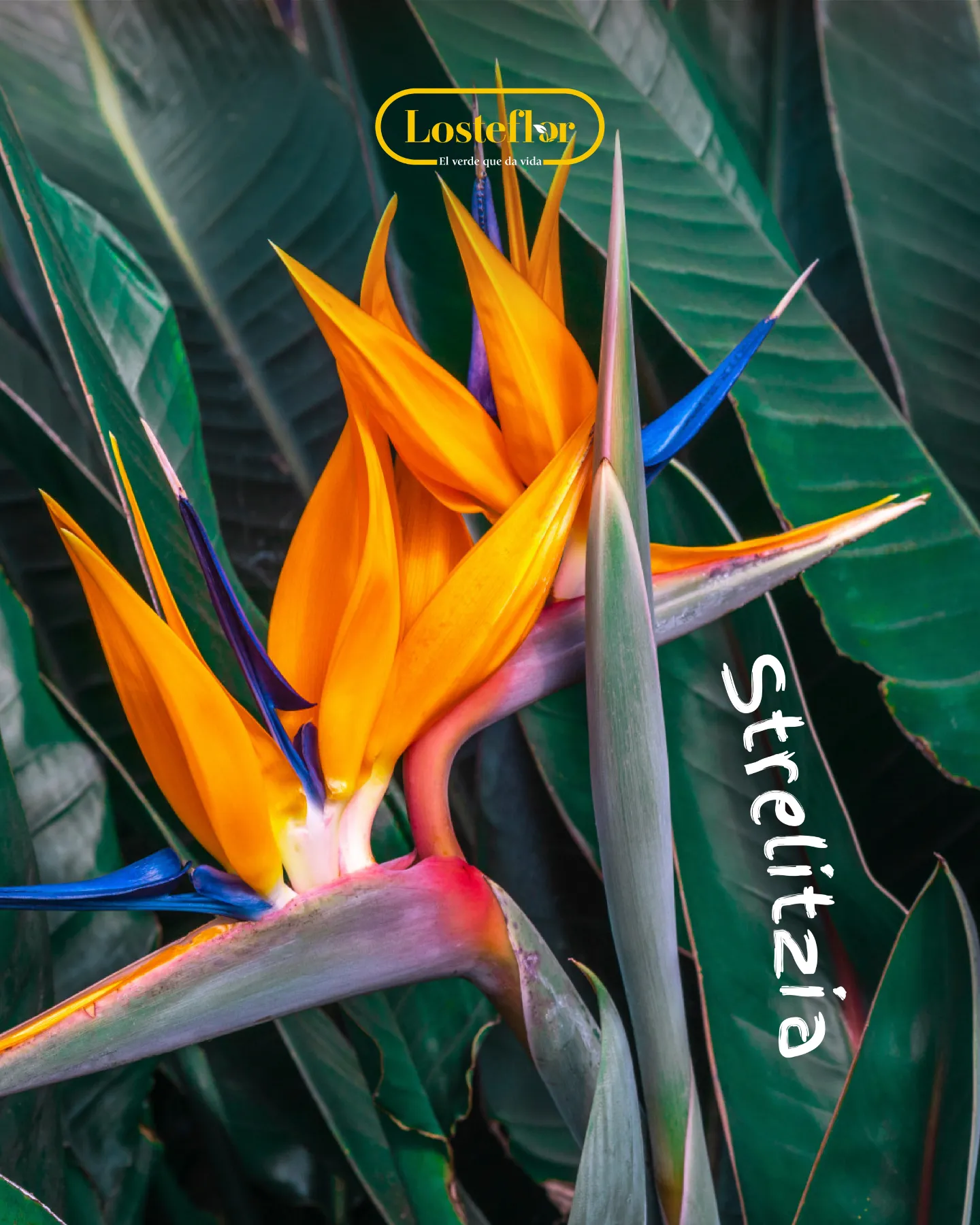 Flor de strelitzia, una de las plantas naranjas más espectaculares para el jardín