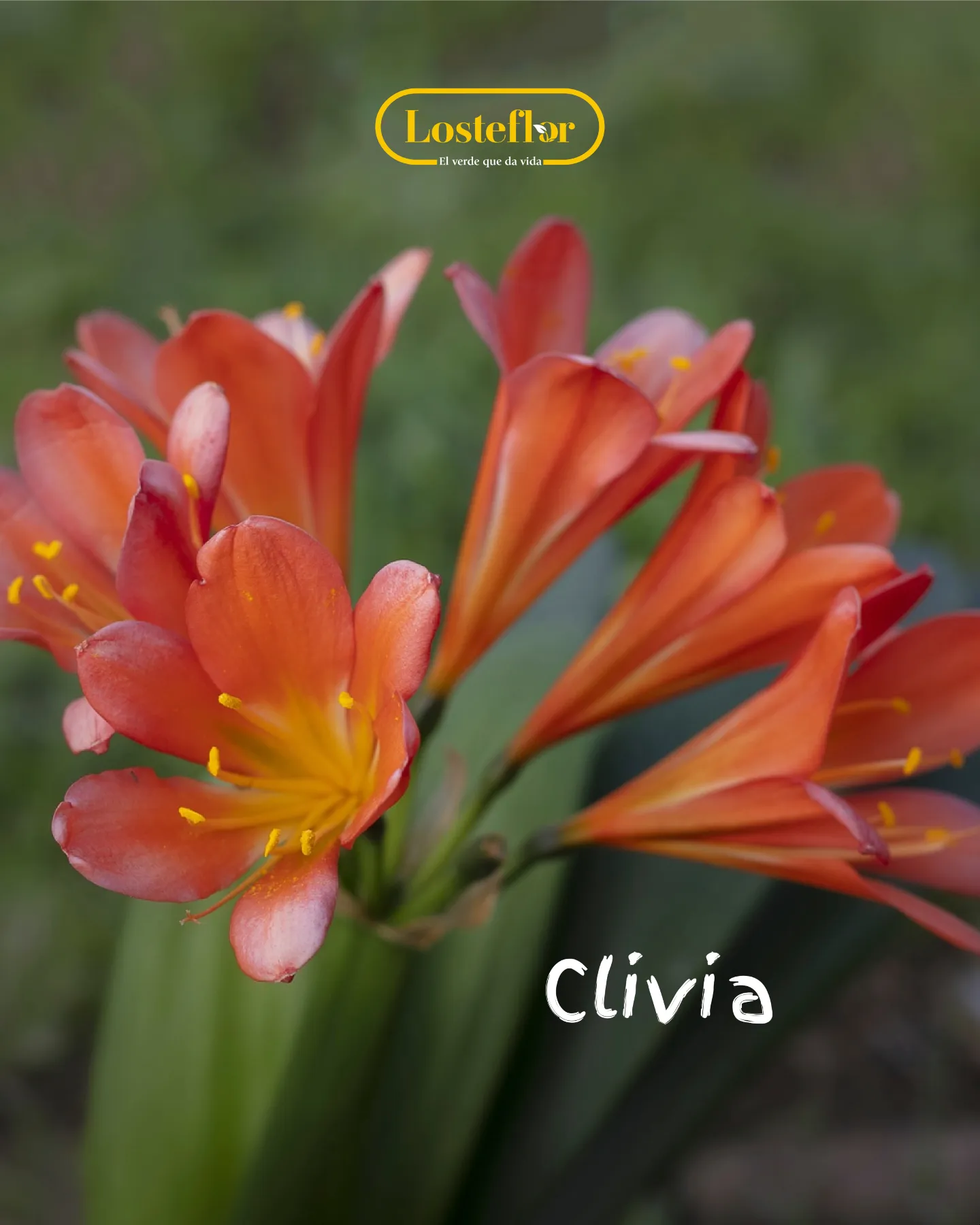 Clivia con umbelas de flores naranjas para rincones de media sombra