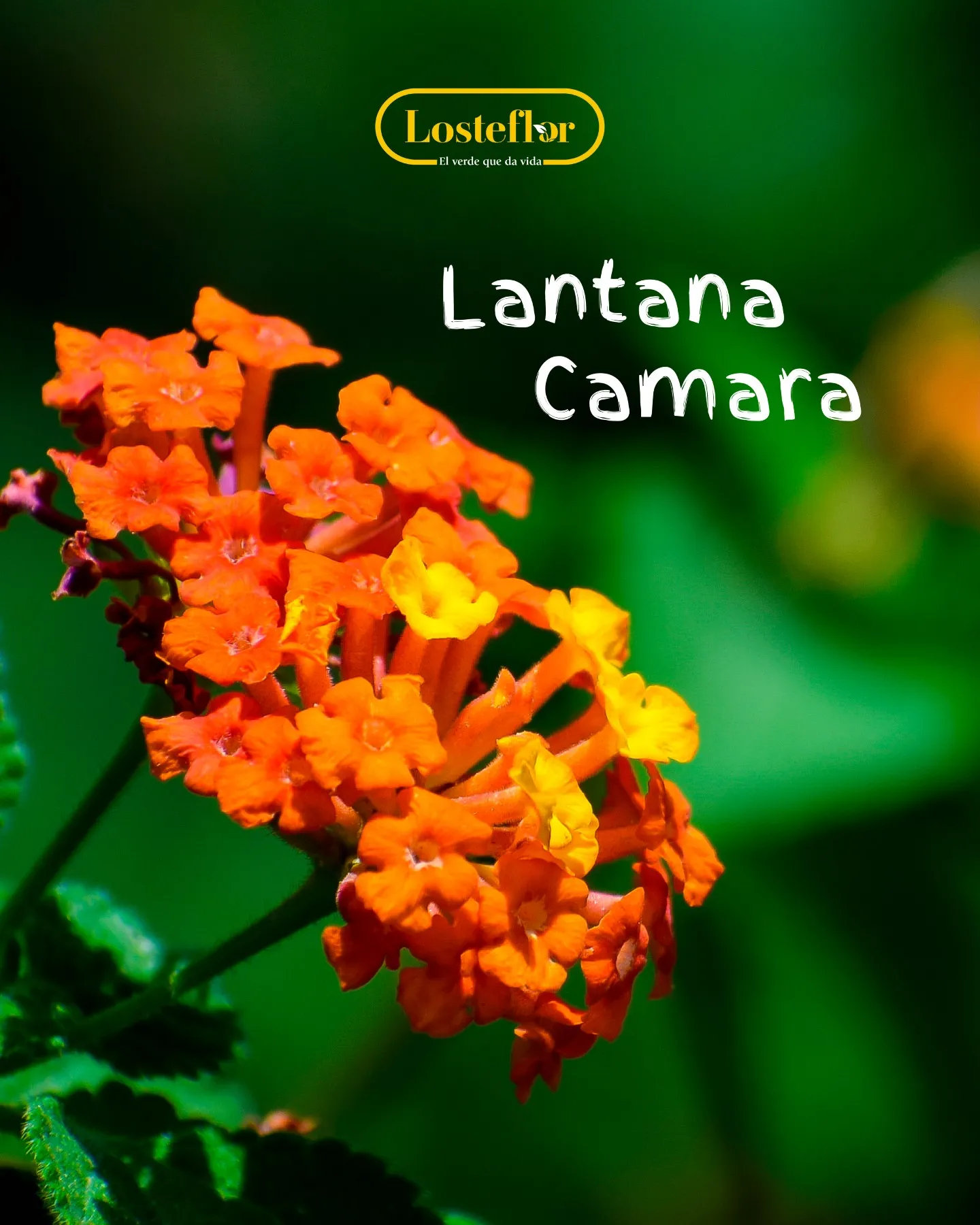 Lantana camara con ramilletes de flores naranjas y amarillas atractivas para mariposas