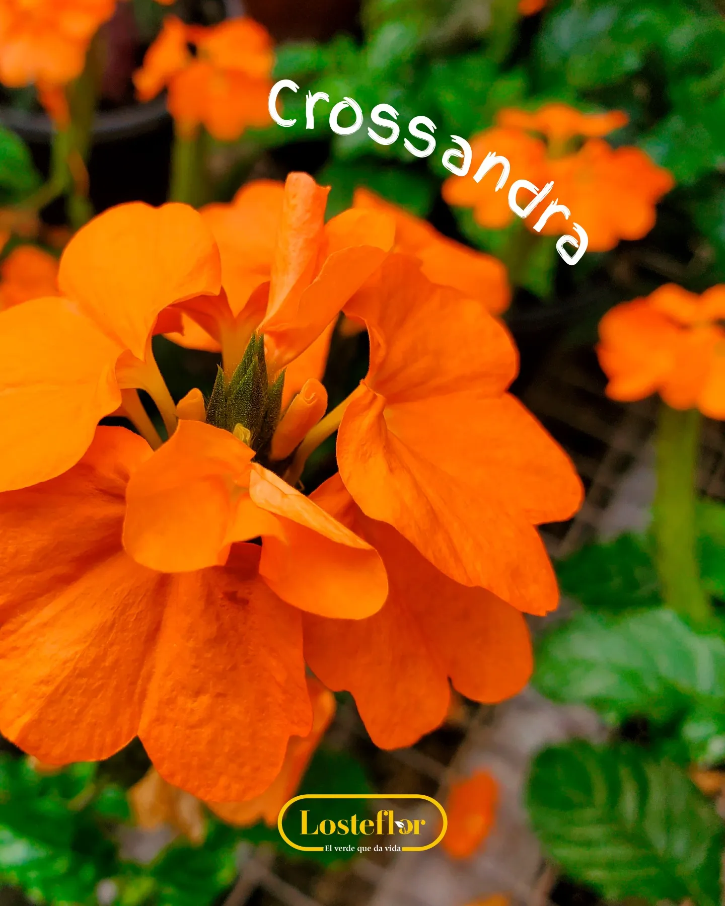 Crossandra con flores naranjas en forma de abanico para maceta y media sombra