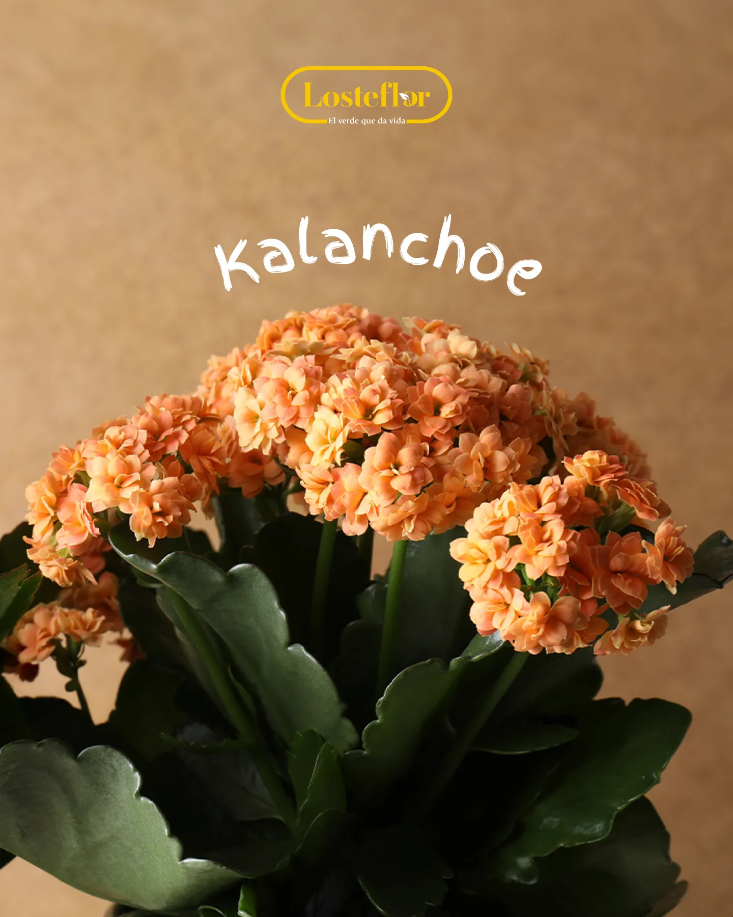 Kalanchoe con ramilletes de flores naranjas, una de las plantas naranjas más fáciles de cuidar