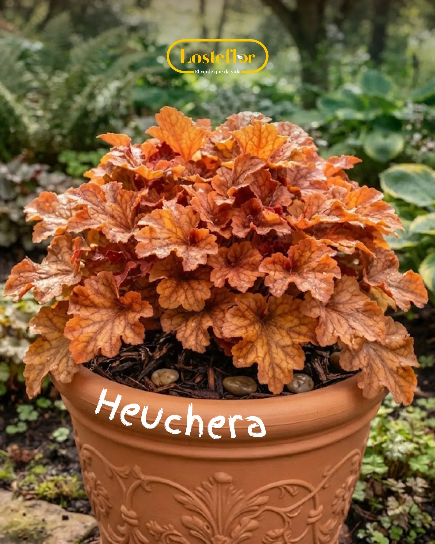 Heuchera de follaje naranja acaramelado para aportar color al jardín sin flores