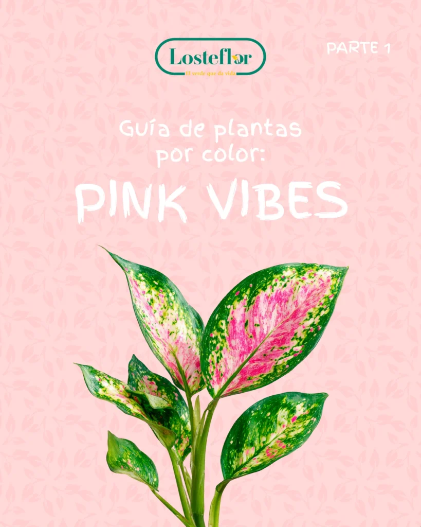 Guía de plantas rosas de Losteflor con un aglaonema de hojas rosadas y verdes