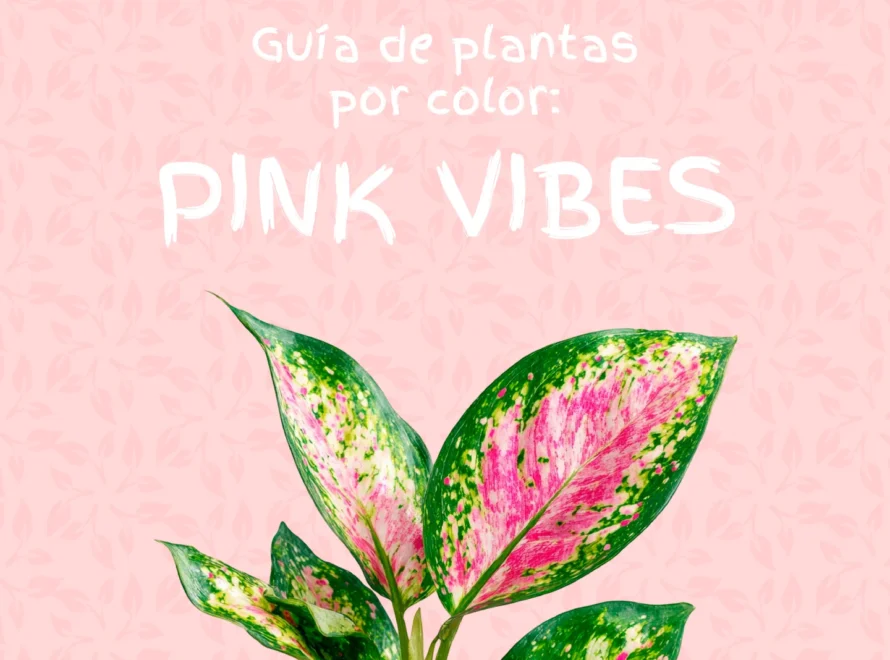 Guía de plantas rosas de Losteflor con un aglaonema de hojas rosadas y verdes