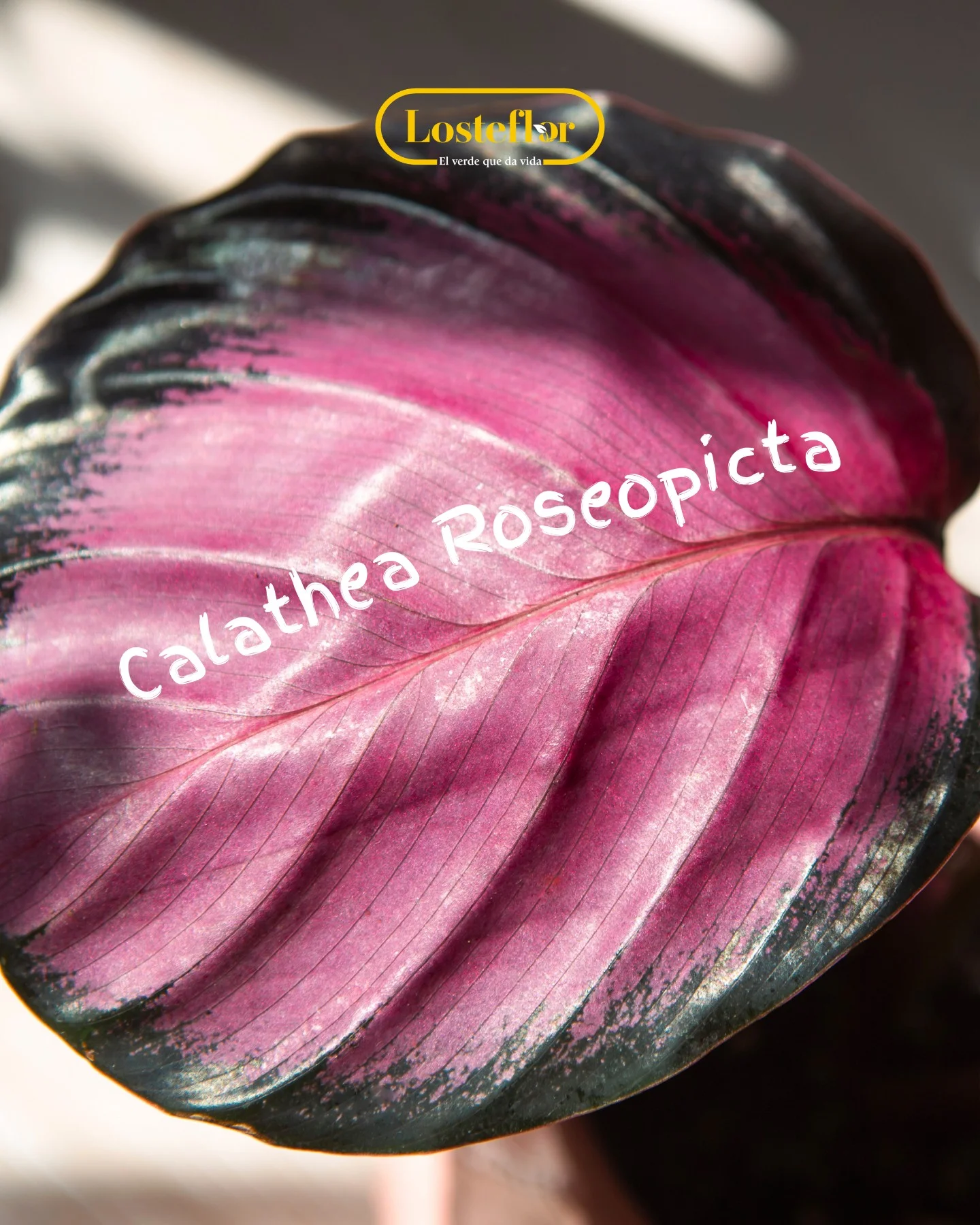 Calathea Roseopicta, una de las plantas rosas de hoja de Losteflor