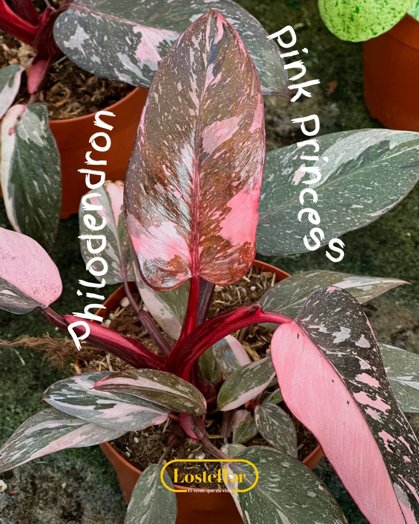 Philodendron Pink Princess, planta rosa de hojas variegadas