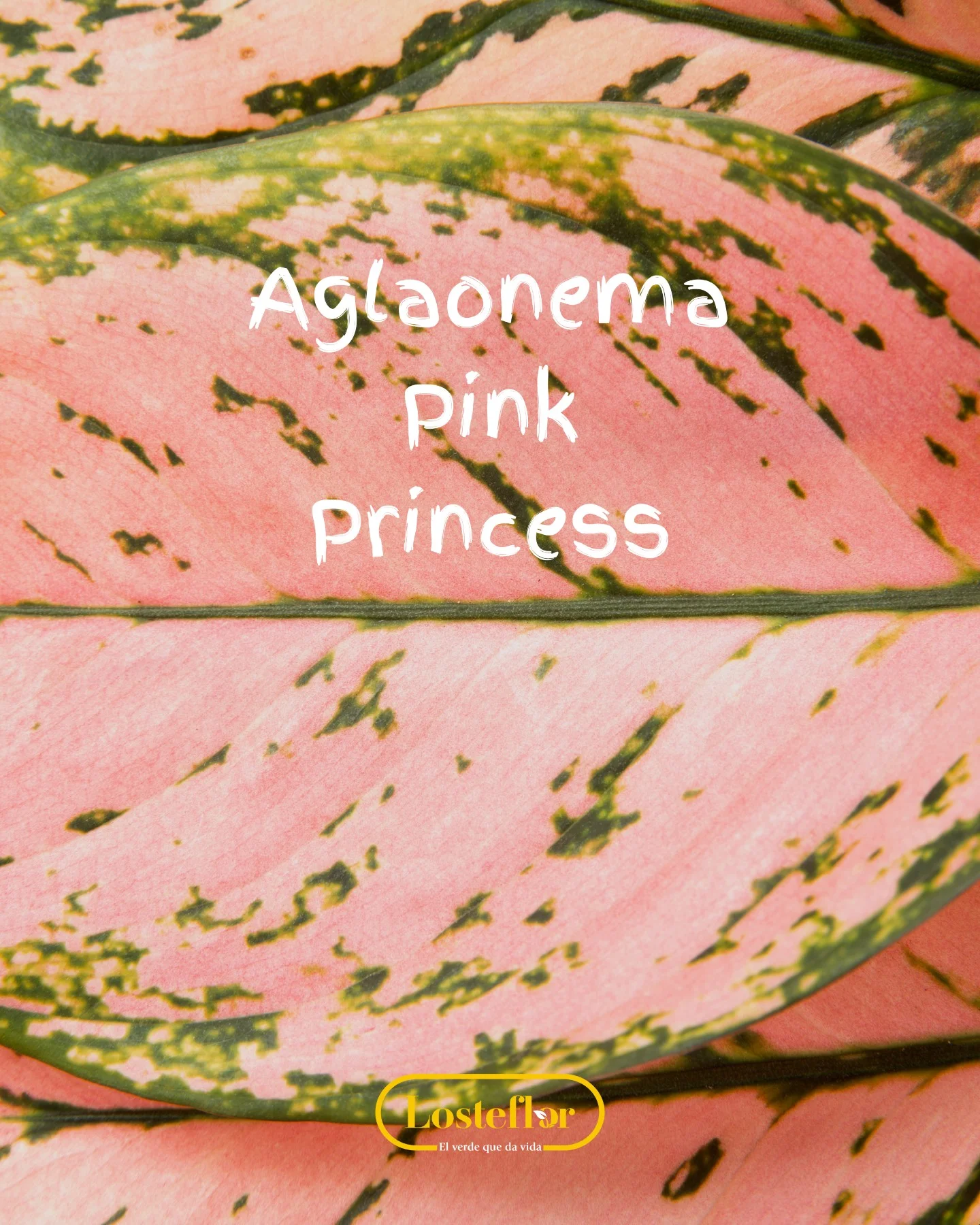 Aglaonema Pink Princess, planta rosa de interior
