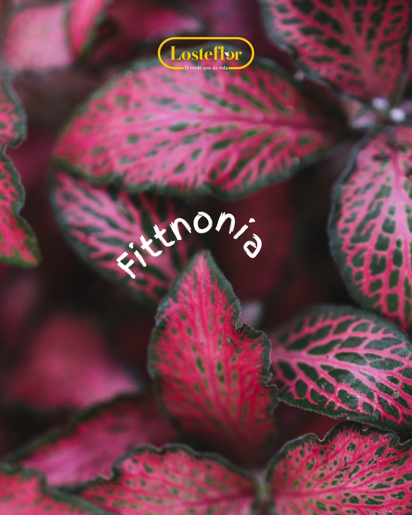 Fittonia de nervios rosados, planta rosa de hoja